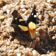 Vanessa itea (Yellow Admiral) at Paddys River, ACT - 2 Nov 2016 by JohnBundock