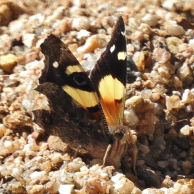 Vanessa itea (Yellow Admiral) at Paddys River, ACT - 2 Nov 2016 by JohnBundock