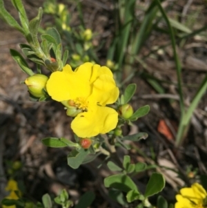 Hibbertia obtusifolia at Bruce, ACT - 30 Oct 2016 10:03 AM