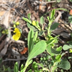 Hibbertia obtusifolia at Bruce, ACT - 30 Oct 2016 10:03 AM