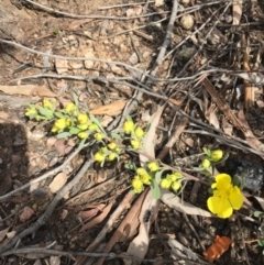 Hibbertia obtusifolia at Bruce, ACT - 30 Oct 2016 10:03 AM