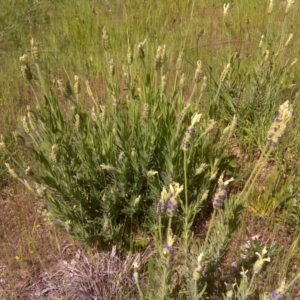 Lavandula stoechas at Isaacs, ACT - 31 Oct 2016