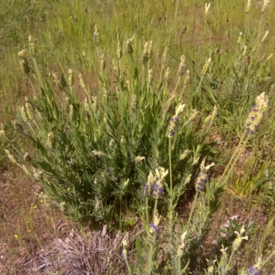 Lavandula stoechas (Spanish Lavender or Topped Lavender) at Isaacs, ACT - 31 Oct 2016 by Mike