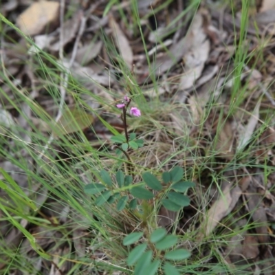 Indigofera australis subsp. australis (Australian Indigo) at Bruce Ridge to Gossan Hill - 30 Oct 2016 by ibaird