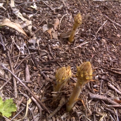 Orobanche minor (Broomrape) at Jerrabomberra, ACT - 26 Oct 2016 by Mike