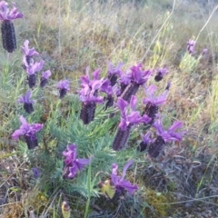 Lavandula stoechas (Spanish Lavender or Topped Lavender) at Isaacs, ACT - 1 Nov 2016 by Mike