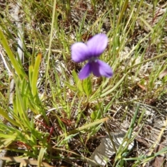 Viola betonicifolia (Mountain Violet) at Belconnen, ACT - 2 Nov 2016 by MichaelMulvaney