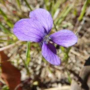 Viola betonicifolia at Belconnen, ACT - 2 Nov 2016 02:53 PM