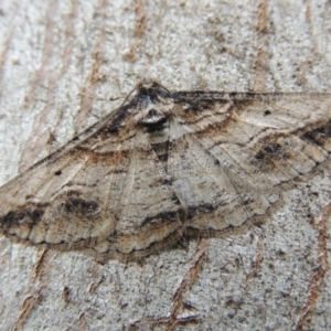 Syneora euboliaria at Conder, ACT - 10 Oct 2014