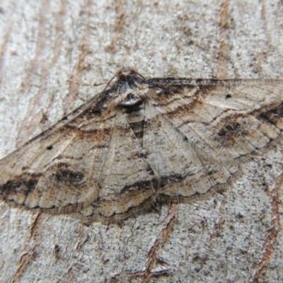 Syneora euboliaria (Boarmiini, Geometer moth) at Conder, ACT - 10 Oct 2014 by MichaelBedingfield