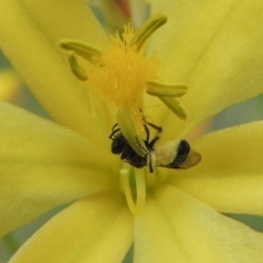 Lasioglossum (Homalictus) sp. (genus & subgenus) (Furrow Bee) at Tuggeranong Hill - 30 Oct 2016 by michaelb