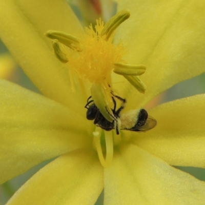 Lasioglossum (Homalictus) sp. (genus & subgenus) (Furrow Bee) at Tuggeranong Hill - 30 Oct 2016 by michaelb