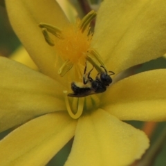 Lasioglossum (Homalictus) sp. (genus & subgenus) at Conder, ACT - 30 Oct 2016