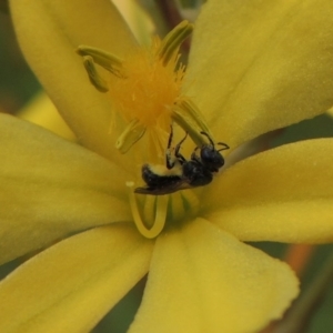 Lasioglossum (Homalictus) sp. (genus & subgenus) at Conder, ACT - 30 Oct 2016