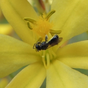 Lasioglossum (Homalictus) sp. (genus & subgenus) at Conder, ACT - 30 Oct 2016