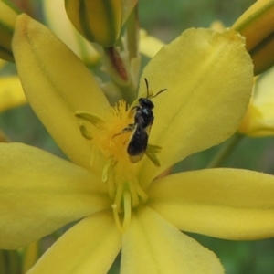 Lasioglossum (Homalictus) sp. (genus & subgenus) at Conder, ACT - 30 Oct 2016