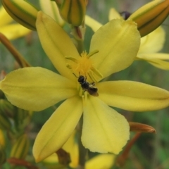 Lasioglossum (Homalictus) sp. (genus & subgenus) at Conder, ACT - 30 Oct 2016