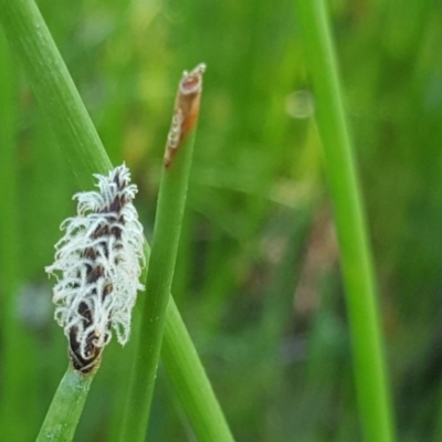 Eleocharis acuta (Common Spike-rush) at Jerrabomberra, ACT - 2 Nov 2016 by Mike