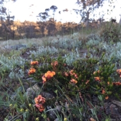 Dillwynia sericea at Googong, NSW - 3 Nov 2016