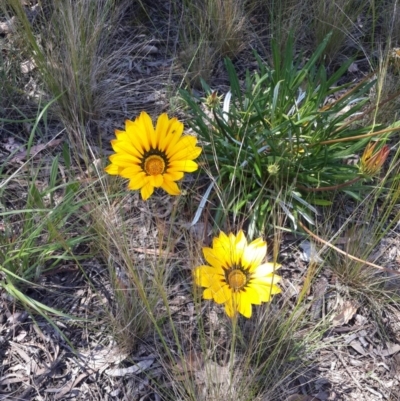 Gazania rigens (Treasure Flower) at Queanbeyan West, NSW - 3 Nov 2016 by Speedsta