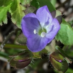 Veronica calycina (Hairy Speedwell) at Wandiyali-Environa Conservation Area - 3 Nov 2016 by Wandiyali