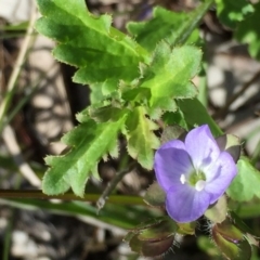 Veronica calycina at Googong, NSW - 3 Nov 2016 02:28 PM