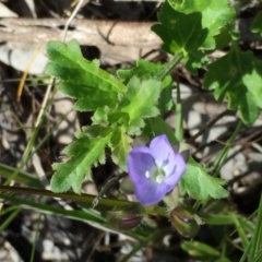 Veronica calycina at Googong, NSW - 3 Nov 2016 02:28 PM