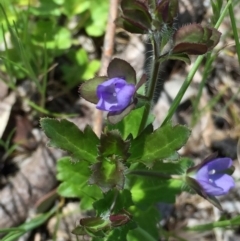 Veronica calycina at Googong, NSW - 3 Nov 2016 02:28 PM