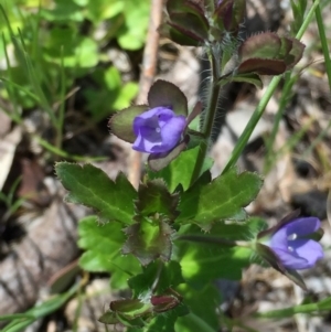 Veronica calycina at Googong, NSW - 3 Nov 2016 02:28 PM