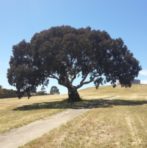 Eucalyptus blakelyi at Garryowen Park - 3 Nov 2016