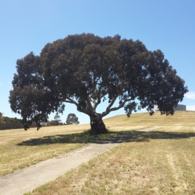 Eucalyptus blakelyi (Blakely's Red Gum) at Queanbeyan West, NSW - 3 Nov 2016 by Speedsta