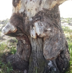 Eucalyptus blakelyi at Garryowen Park - 3 Nov 2016