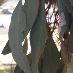 Eucalyptus blakelyi at Garryowen Park - 3 Nov 2016