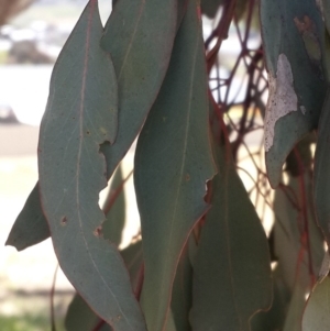 Eucalyptus blakelyi at Garryowen Park - 3 Nov 2016