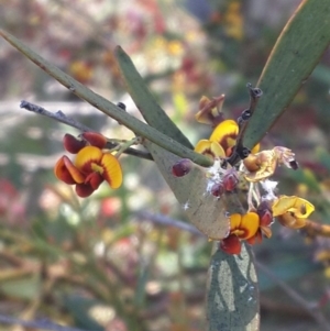 Daviesia mimosoides at Queanbeyan West, NSW - 3 Nov 2016