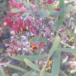 Daviesia mimosoides at Queanbeyan West, NSW - 3 Nov 2016