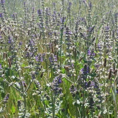 Salvia verbenaca var. verbenaca (Wild Sage) at Garryowen Park - 2 Nov 2016 by Speedsta