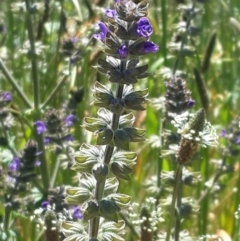 Salvia verbenaca var. verbenaca at Queanbeyan West, NSW - 3 Nov 2016