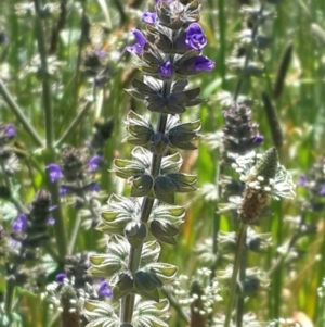 Salvia verbenaca var. verbenaca at Queanbeyan West, NSW - 3 Nov 2016