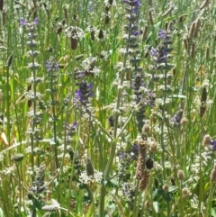 Salvia verbenaca var. verbenaca at Queanbeyan West, NSW - 3 Nov 2016