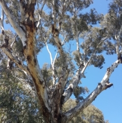 Eucalyptus melliodora (Yellow Box) at Queanbeyan West, NSW - 3 Nov 2016 by Speedsta