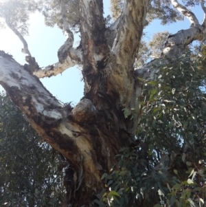 Eucalyptus melliodora at QPRC LGA - 3 Nov 2016 11:12 AM