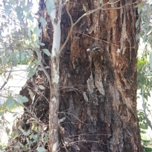 Eucalyptus melliodora at Queanbeyan West, NSW - 3 Nov 2016