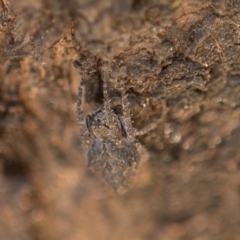 Araneidae (family) (Orb weaver) at Queanbeyan West, NSW - 2 Nov 2016 by Speedsta