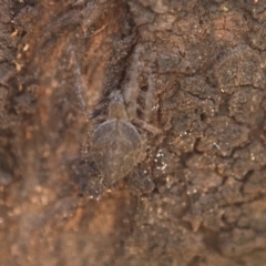 Araneidae (family) at Queanbeyan West, NSW - 3 Nov 2016