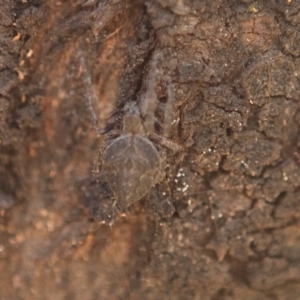 Araneidae (family) at Queanbeyan West, NSW - 3 Nov 2016