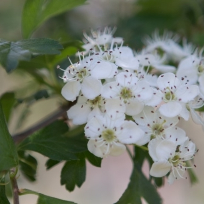 Crataegus monogyna (Hawthorn) at Queanbeyan West, NSW - 2 Nov 2016 by Speedsta