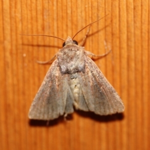 Dasygaster (genus) at Tathra Public School - 14 Apr 2012 12:00 AM