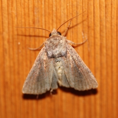 Dasygaster (genus) (A Noctuid (Hadeninae)) at Tathra Public School - 14 Apr 2012 by KerryVance