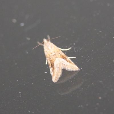 Hellula hydralis (Cabbage Centre Moth) at Tathra Public School - 9 Oct 2013 by KerryVance